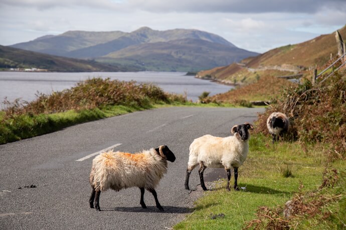 Sheep standing on a quiet rural road in the Irish countryside.