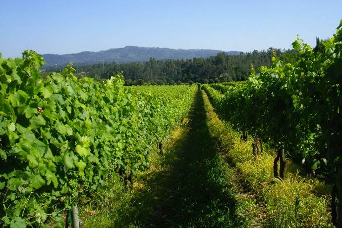 Vineyards in Minho Region