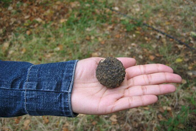 5 - Truffle related activities