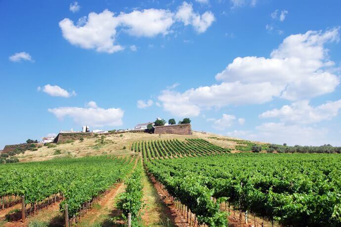 5 - Vineyards and wine tastings around Évora