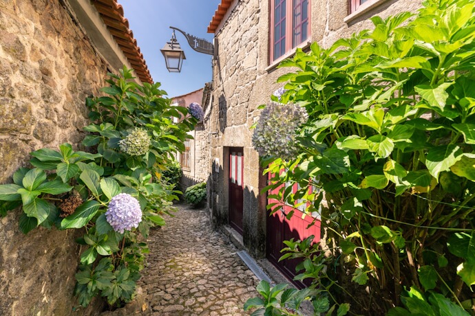 Narrow granite lane lined with blooming hydrangeas in the historic village of Sortelha, Portugal.