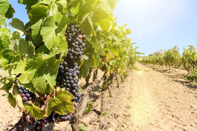 Vineyard Life Through the Seasons