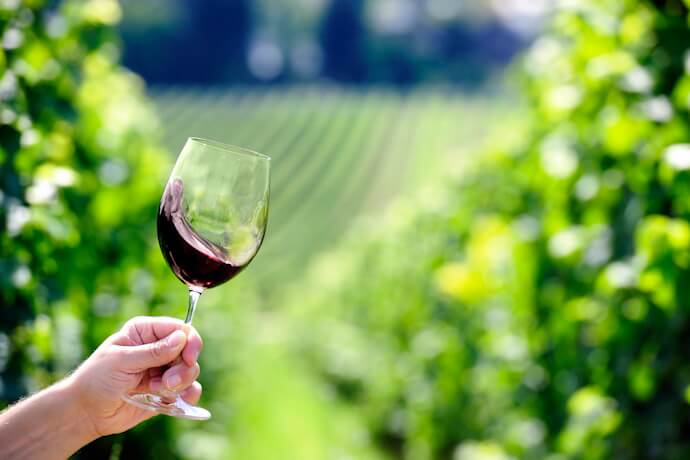 A glass of red wine in a sunlit vineyard, with lush green grapevines in the background, wine tasting experience in countryside winery