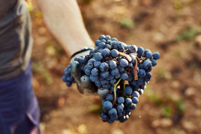 Grapes used in the production of wine in France