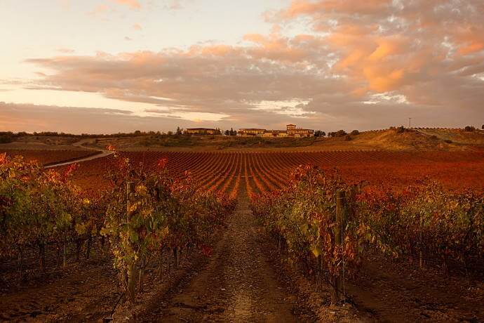 Vineyards in Valladolid