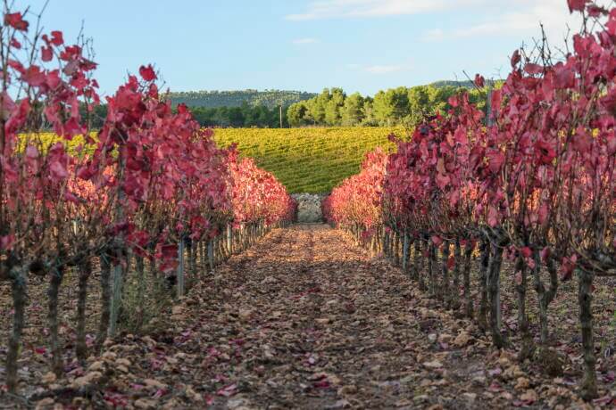 Production of wine grapes in Priorat