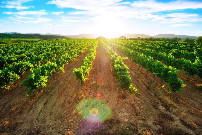 Vineyard in Penedes