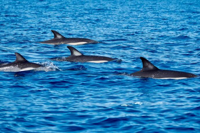 Dolphins in the sea