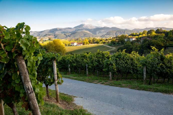 Vineyard in Hondarribia for the production of the Basque white wine called Txakoli