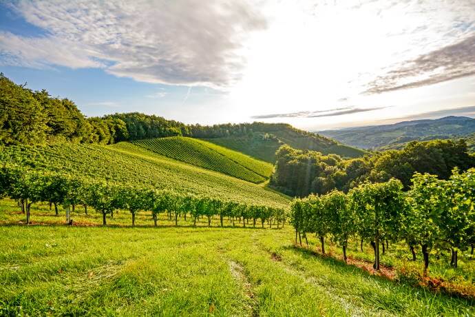 Vines in a vineyard in autumn, before harvest