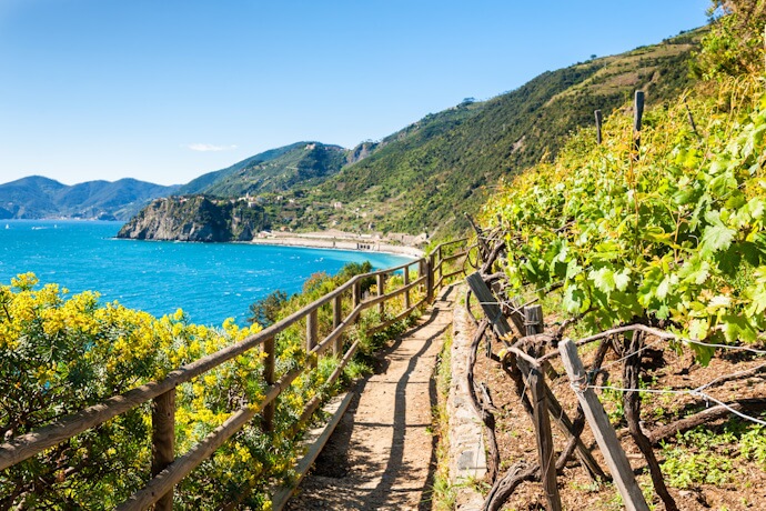 Along the Cinque Terre coastline, terraced vineyards overlook the deep blue sea beside a scenic coastal walking path.
