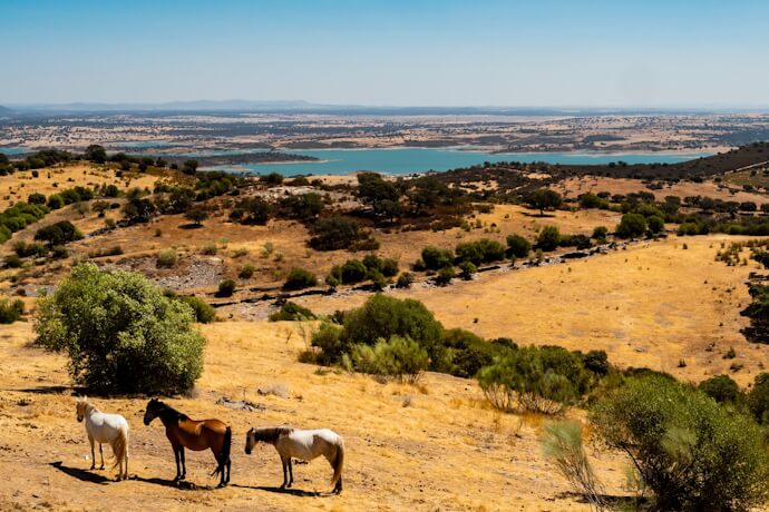 Horses grazing in the golden countryside overlooking Alqueva Lake in Portugal's Alentejo region