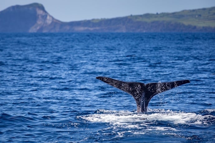 Watching a whale surface in the Azores.