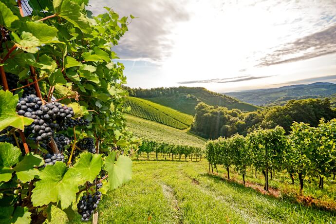 Rows of grapevines and ripe grapes in the Douro Valley