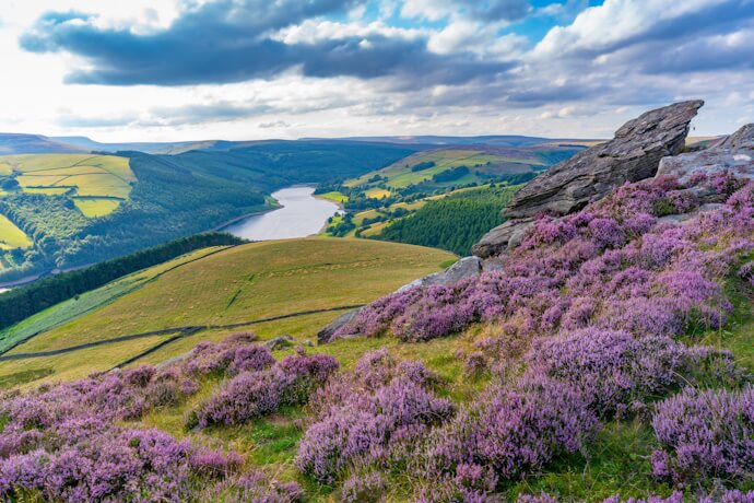 Rolling green hills and purple heather fields overlooking a winding reservoir in the Peak District, England.