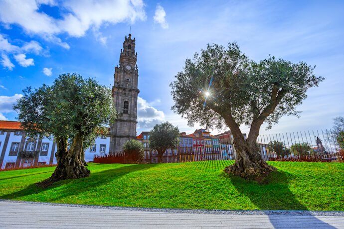 View of the Clérigos Tower in Porto, Portugal, framed by olive trees and a sunlit park.