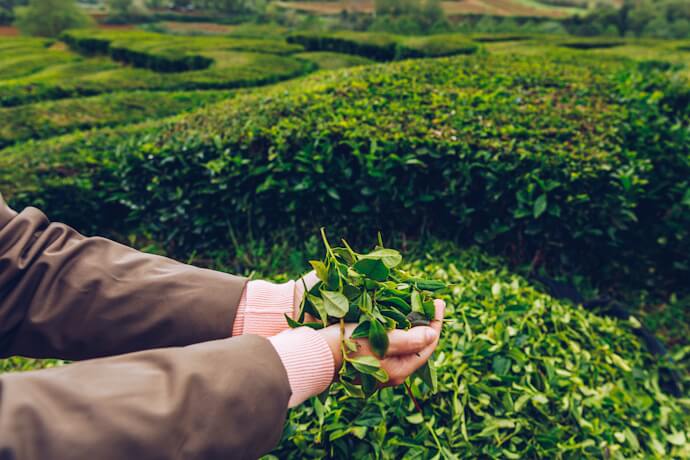 Fresh tea leaves being harvested in a tea plantation in São Miguel, Azores, known for its Atlantic tea-growing landscapes.