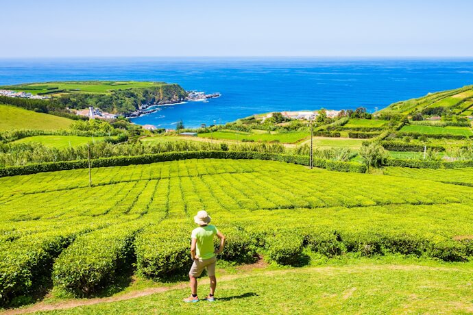 Tea fields overlooking the Atlantic Ocean in São Miguel, Azores, with green plantation rows and coastal views.