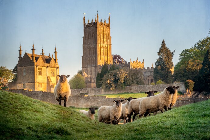 Hereford Cathedral rising behind grazing sheep in the English countryside.