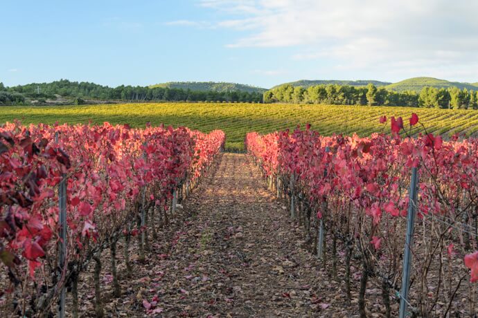 Rows of red-leaved vines in an autumn vineyard with rolling hills and green trees in the distance.