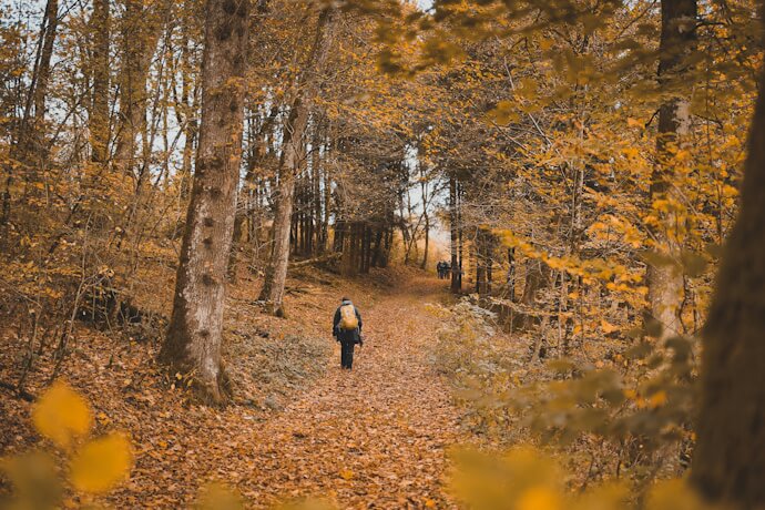 Hiker walking along a forest trail covered in autumn leaves, surrounded by golden foliage and tall trees