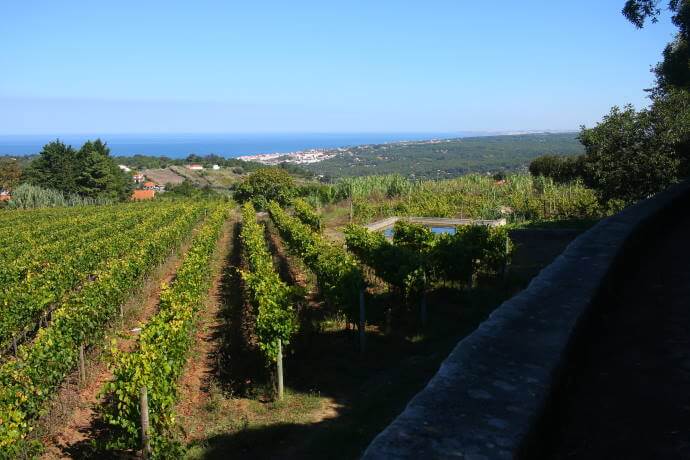 Vineyards in Colares
