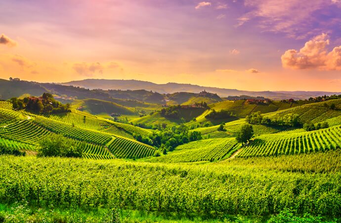 Vineyards in the Langhe region, Piedmont