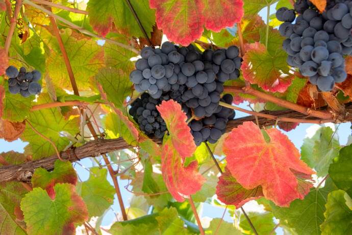 A day in the Portuguese harvest