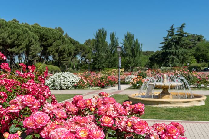 Rose gardens and fountains inside Madrid’s Royal Botanical Garden.