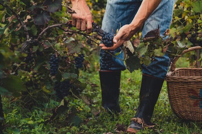 Man harvesting black grapes in the Douro Valley, Portugal