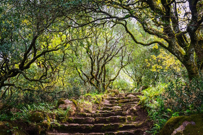 A Verdant Paradise in Natures Embrace