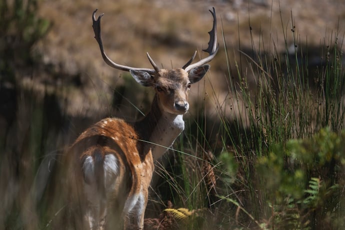 Unveiling Natures Majesty in Mafras Nature