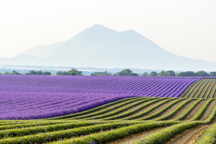 Lavender fields with mountains in Provence, France.