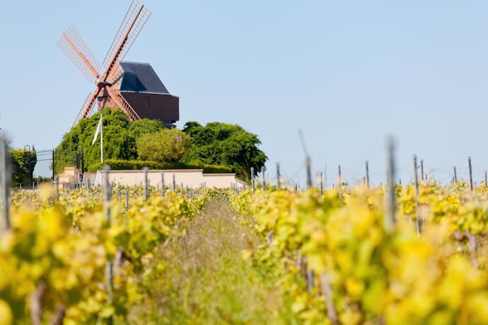 Vineyard with windmill in Champagne region.