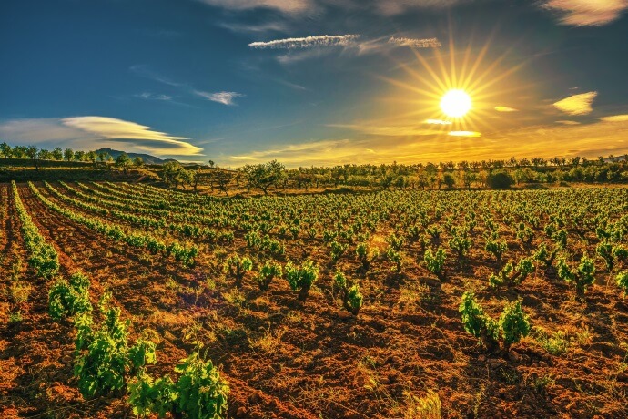 Vineyards as far as the eye can see and stunning landscapes-1