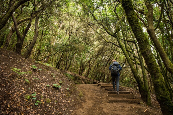 A forested trail climbing through dense greenery.