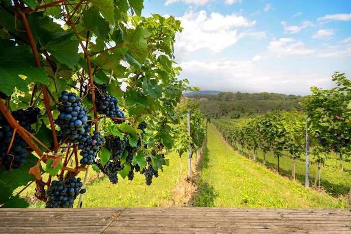 Are you a wine lover 2