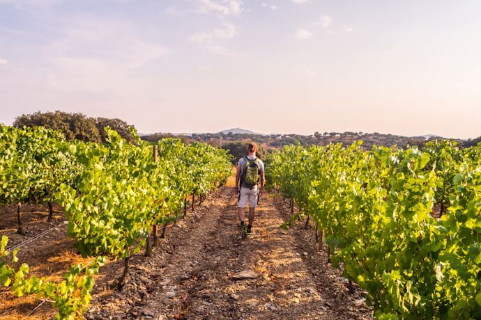 Walking through vineyards in the Alentejo region