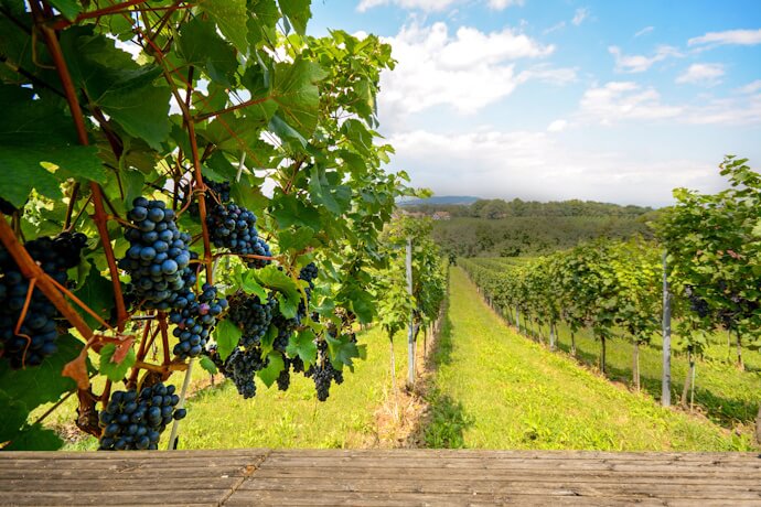 Alentejo vineyard landscape with grapevines and countryside views