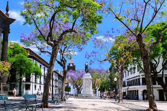 Jacaranda trees and historic streets in Funchal, Madeira