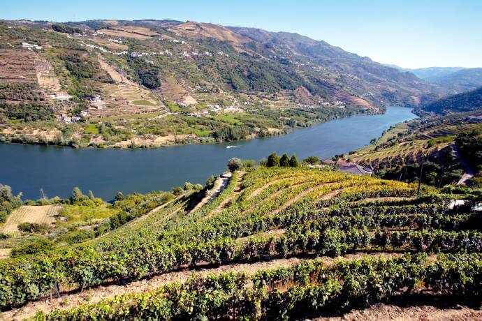 Douro Valley Vineyards