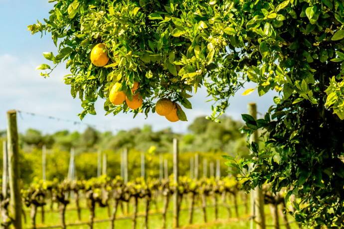 Vineyards in Algarve