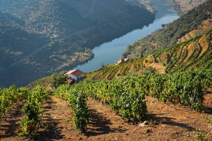 Douro Valley View
